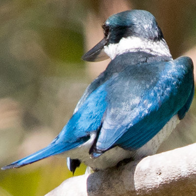 Collared kingfisher (Todiramphus chloris)