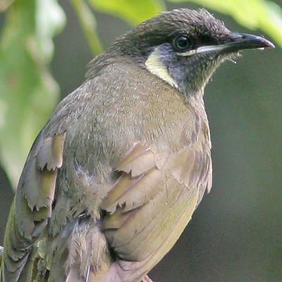 Lewin's Honeyeater (Meliphaga lewinii)