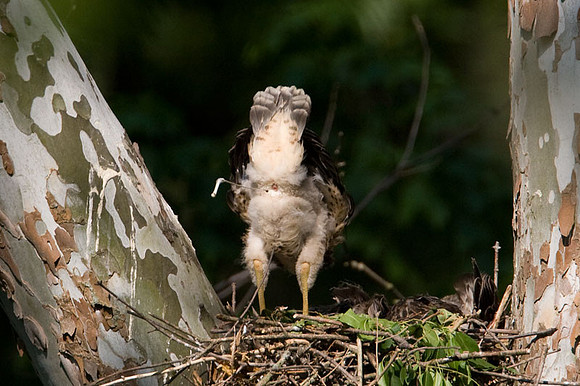 Red-shouldered Hawk (Buteo lineatus) juvenile