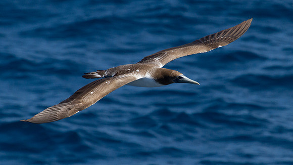 Brown Booby (Sula leucogaster)