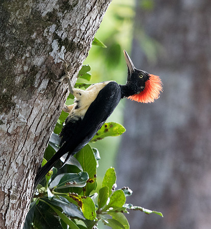 White-bellied woodpecker (Dryocopus javensis)