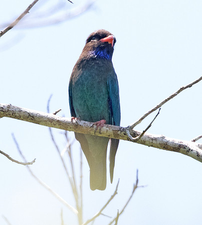 Oriental dollarbird (Eurystomus orientalis)