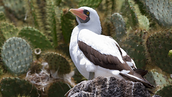 Nazca Booby (Sula granti)