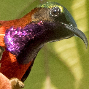 Purple-throated sunbird (Leptocoma sperata) Male