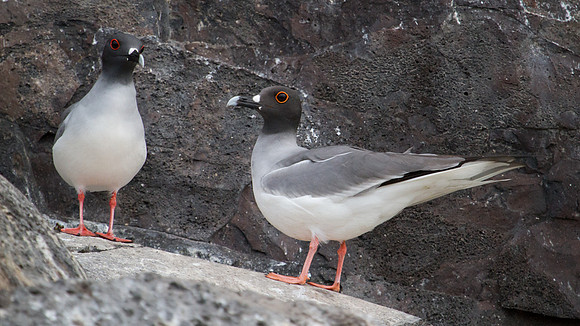 Swallow-tailed Gull (Creagrus furcatus)