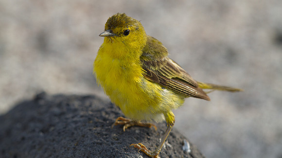 Yellow Warbler (Setophaga petechial)