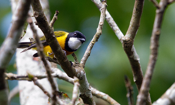 Golden Whistler (Pachycephala pectoralis) Male