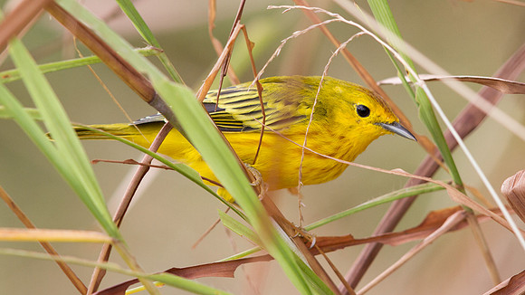 Yellow Warbler (Setophaga petechial)
