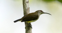 Little spiderhunter (Arachnothera longirostra)