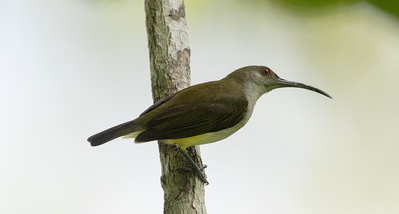 Little spiderhunter (Arachnothera longirostra)