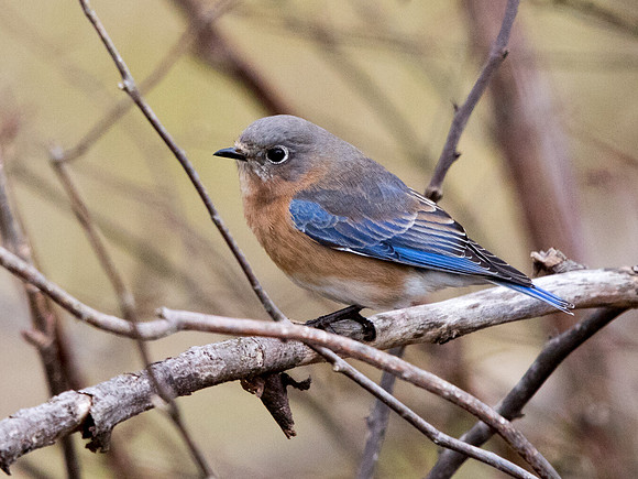 Eastern bluebird (Sialia sialis) Female