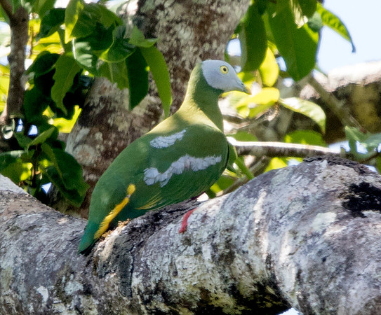 Grey-headed fruit dove (Ptilinopus hyogastrus)