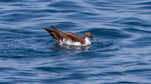 Galápagos Shearwater (Puffinus subalaris)