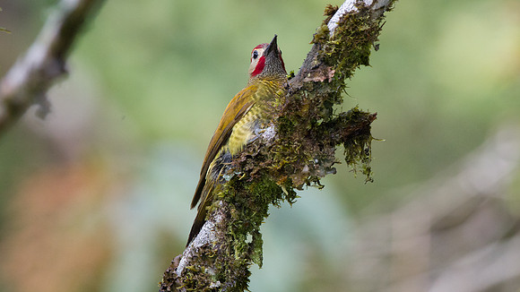 Golden-olive Woodpecker (Colaptes rubiginosus)