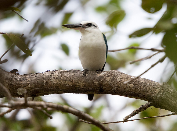 Beach kingfisher (Todiramphus saurophaga)