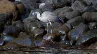 Great Blue Heron (Ardea herodias) Juvenile