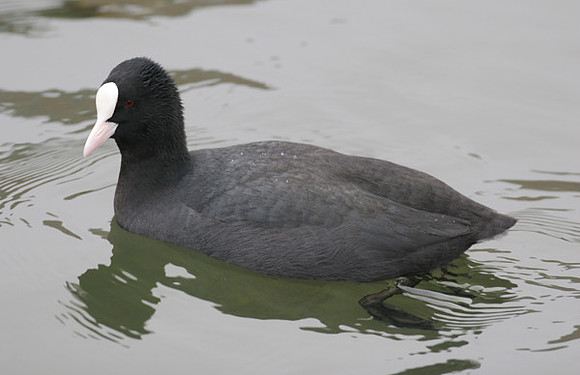 Eurasian Coot (Fulica atra)