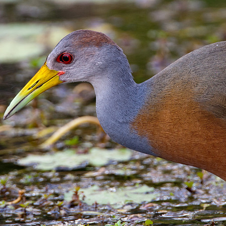 Grey-necked Wood Rail (Aramides cajanea)