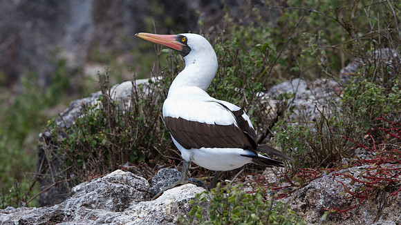 Nazca Booby (Sula granti)