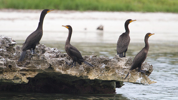 Double-crested Cormorant (Phalacrocorax auritus)