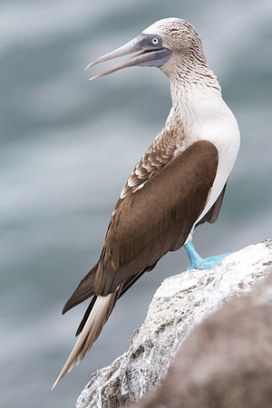 Blue-footed Booby (Sula nebouxii)