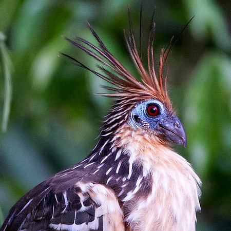 Hoatzin (Opisthocomus hoazin)