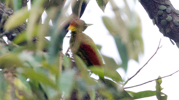 Crimson-winged Woodpecker (Picus puniceus)