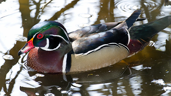 Wood Duck (Aix sponsa) male; also known as Carolina Duck