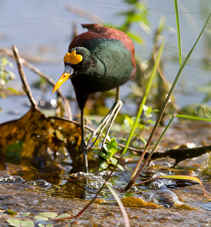 Northern Jacana (Jacana spinosa)