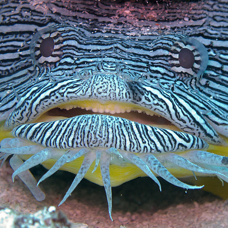 Splendid Toadfish (Sanopus splendidus) Endemic