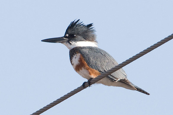 Belted Kingfisher (Megaceryle alcyon) female
