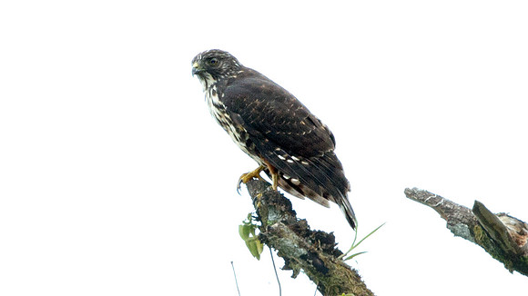 Broad-winged Hawk (Buteo platypterus)