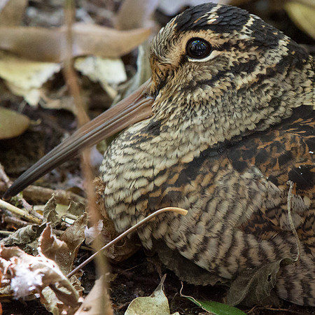 Eurasian woodcock (Scolopax rusticola)