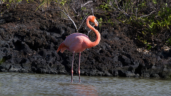 American Flamingo (Phoenicopterus ruber)