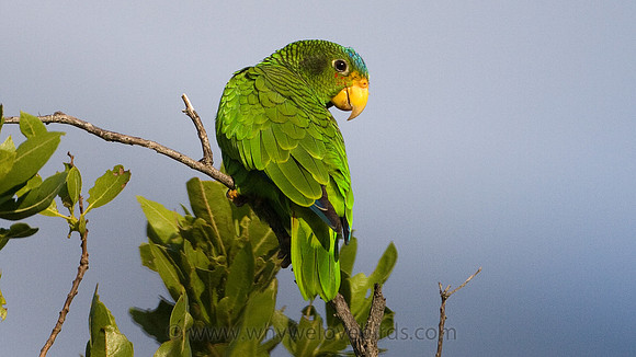 Yucatan Amazon (Amazona xantholora) female, also known as Yellow-lored Amazon, Yucatan Parrot or Yellow-lored Parrot