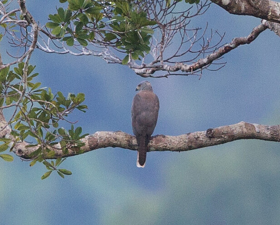 Moluccan goshawk or Halmaheran goshawk (Accipiter henicogrammus)