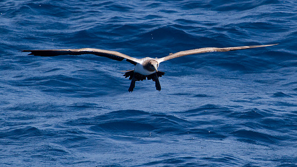 Brown Booby (Sula leucogaster)