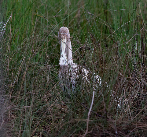 Yellow-billed spoonbill (Platalea flavipes)