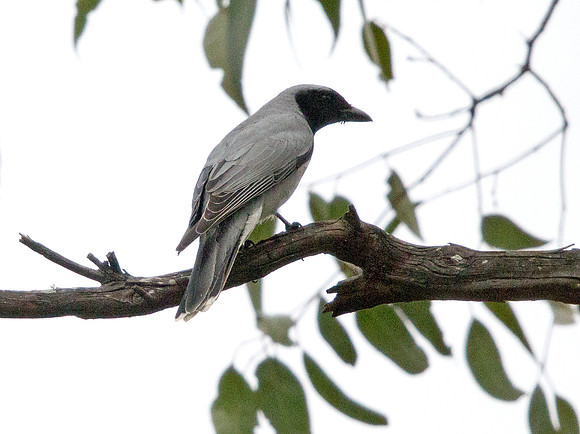 Black-faced cuckooshrike (Coracina novaehollandiae)