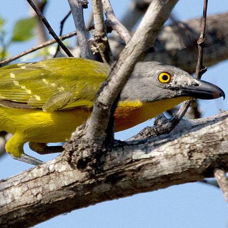 Grey-headed Bushshrike (Malaconotus blanchoti)