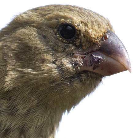 Vegetarian Finch (Platyspiza crassirostris)