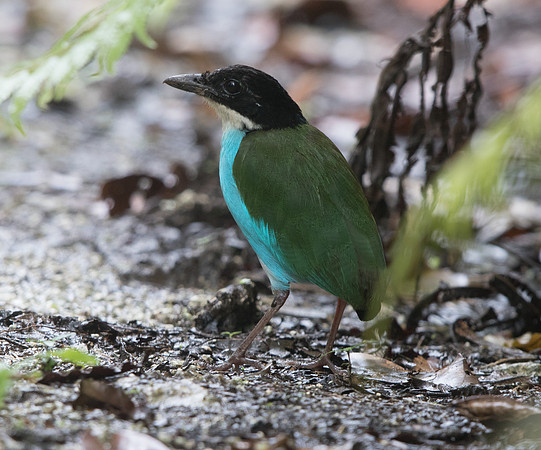 Azure-breasted pitta (Pitta steerii)