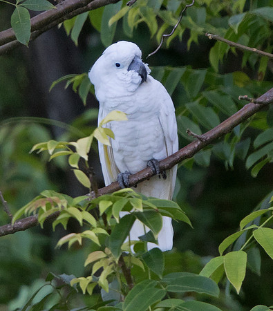 White cockatoo (Cacatua alba)
