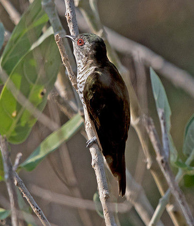 Little bronze cuckoo (Chrysococcyx minutillus)