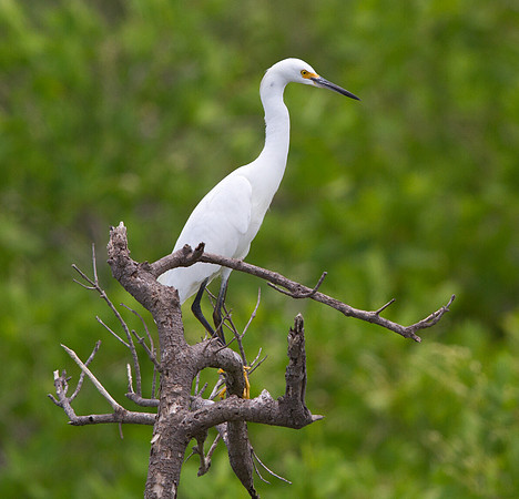 Snowy Egret (Egretta thula)