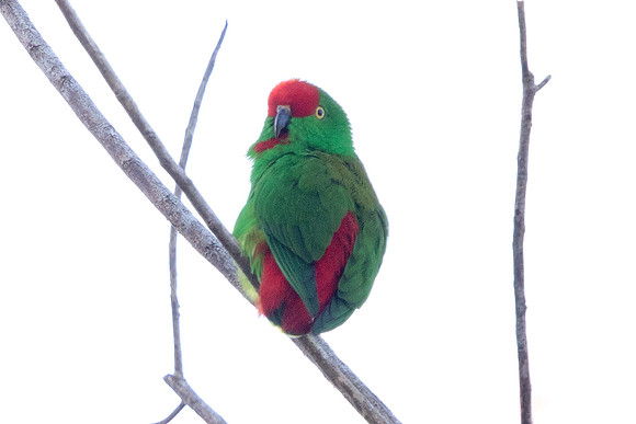Great hanging parrot (Loriculus stigmatus) Male