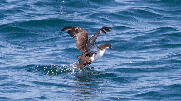 Galápagos Shearwater (Puffinus subalaris)