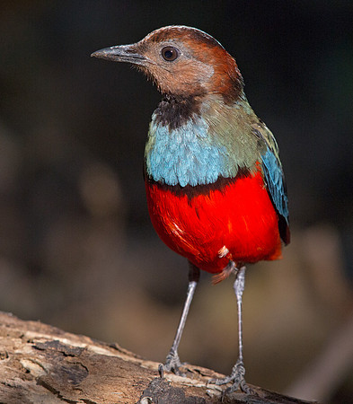 Sulawesi Pitta (Erythropitta celebensis) Male
