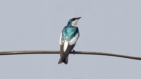White-winged Swallow (Tachycineta albiventer)