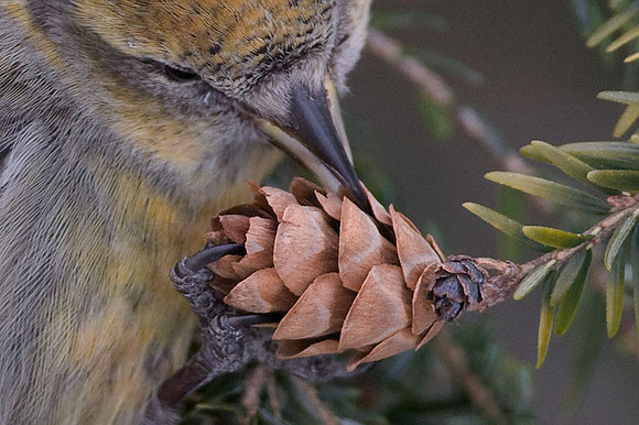 Two-barred Crossbill (Loxia leucoptera) female; also known as White-winged Crossbill